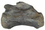 Tyrannosaur (Daspletosaurus) Vertebrae - Montana #78123-3